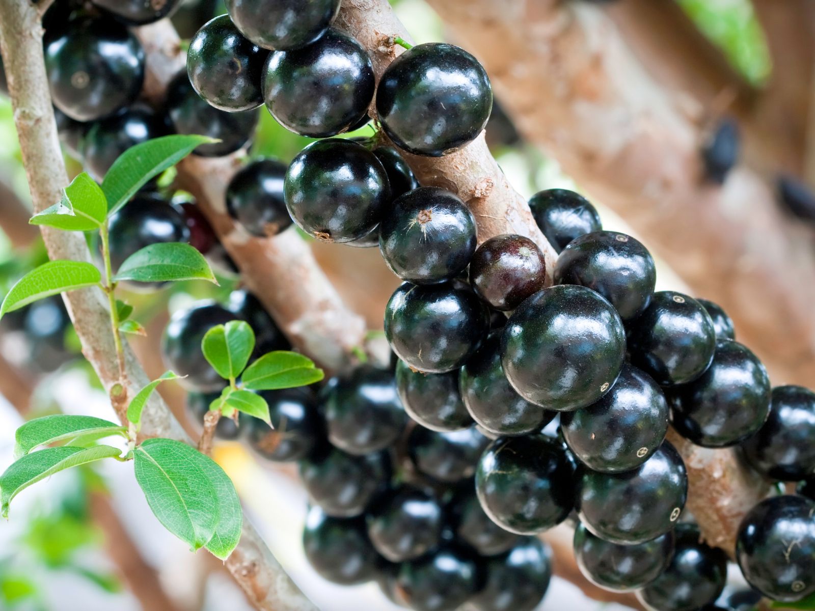 Os benefícios da jabuticaba e receitas