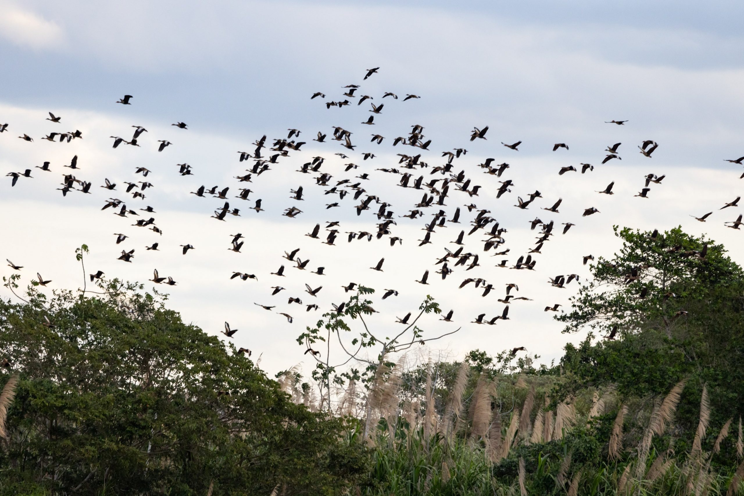 Inscrições de projetos para pesquisa de biodiversidade na bacia do rio Doce vão até o dia 13 de maio