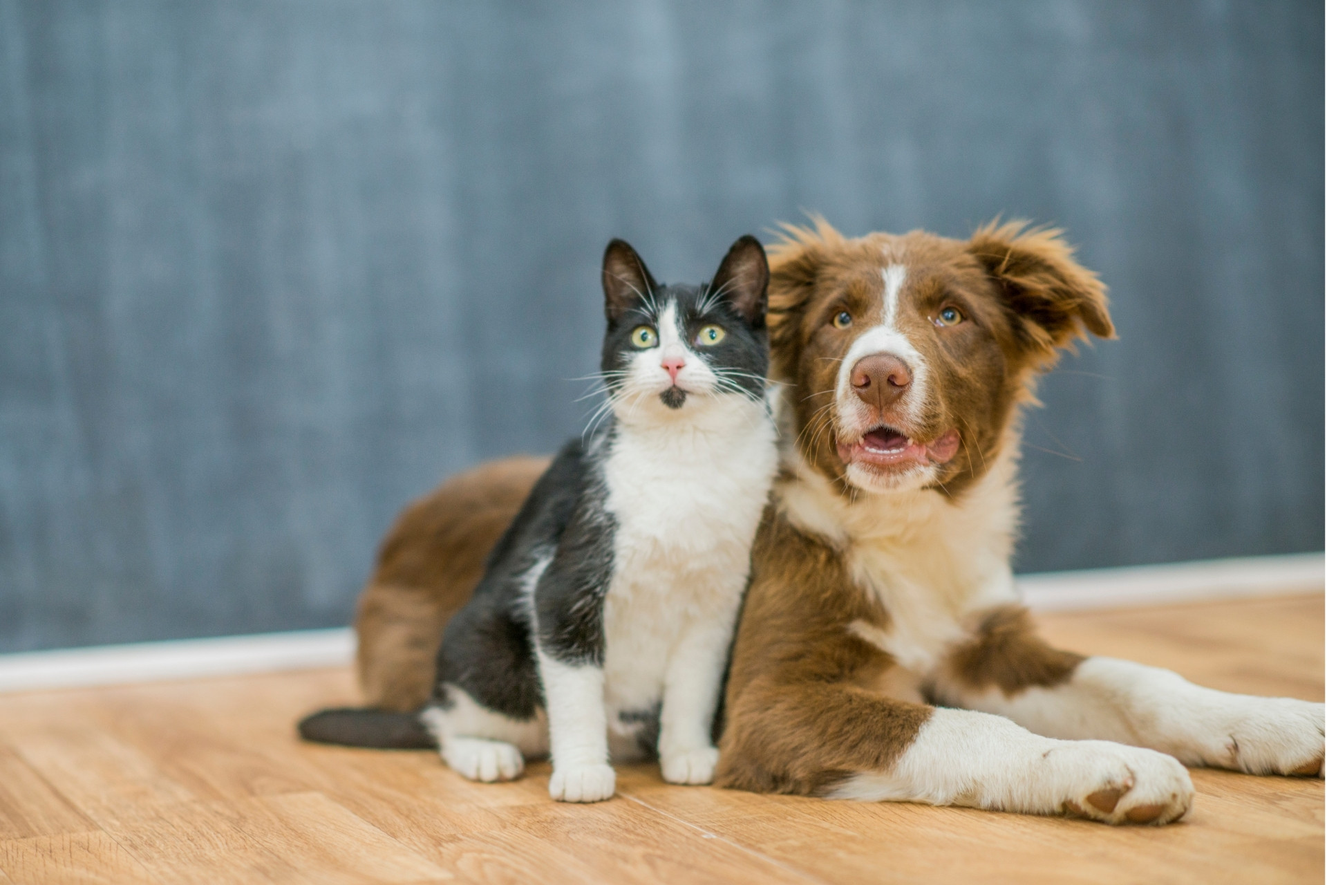 Prefeitura de Ouro Preto realiza 3º Mutirão de Castração de cães e gatos a partir de 16 de junho
