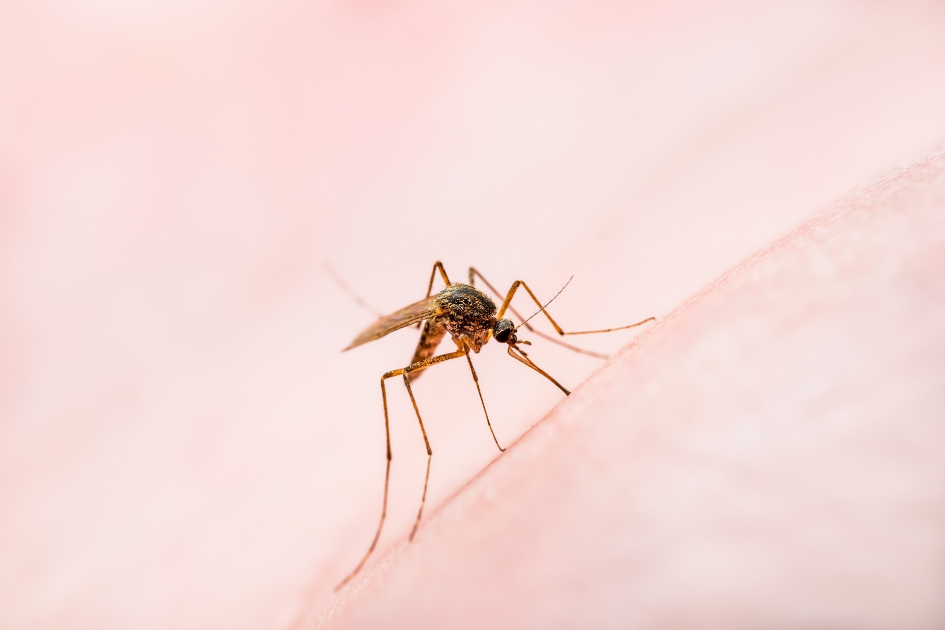 Mariana inicia mutirão de limpeza contra a dengue em bairros e distritos